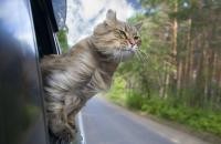 Keress kényelmes kosarat az utazó cicádnak