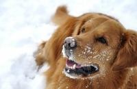 Fázik-e a kutyád télen?